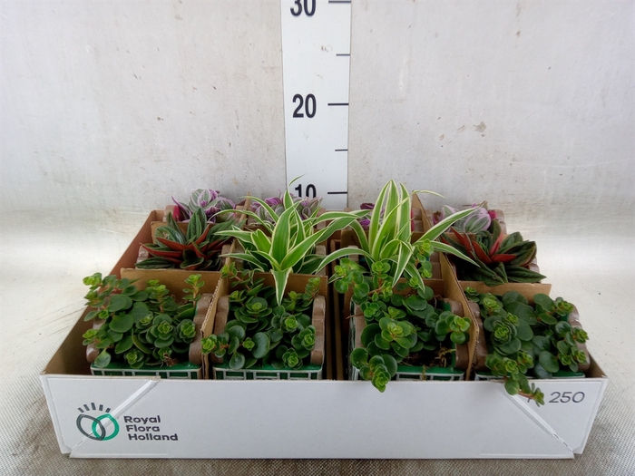 <h4>Planten  ..in schaal L%</h4>