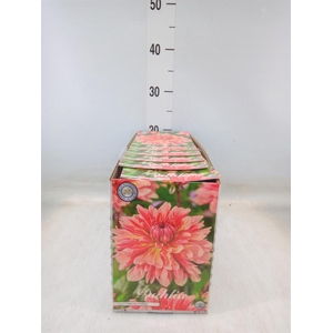 Dahlia   ...flowerbulbs