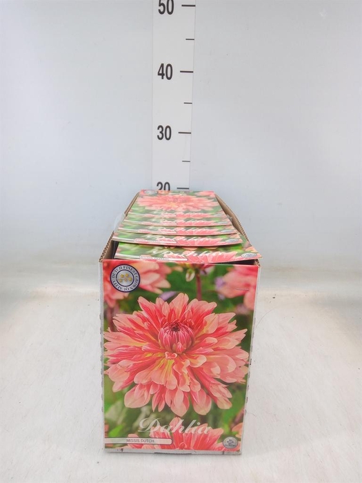 <h4>Dahlia   ...flowerbulbs</h4>