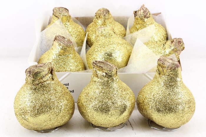 <h4>arr4 Amaryllis CM - Wax glitter goud</h4>