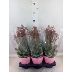 Kalanchoe  'WildFlow Surp Canyon'