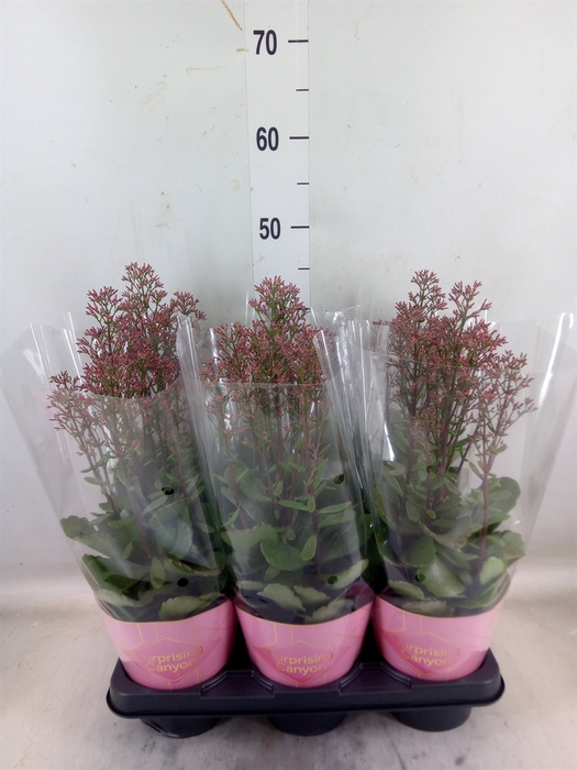 <h4>Kalanchoe  'WildFlow Surp Canyon'</h4>