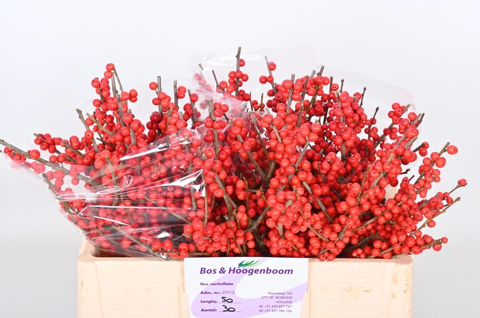 <h4>ILEX VE RODE BES</h4>