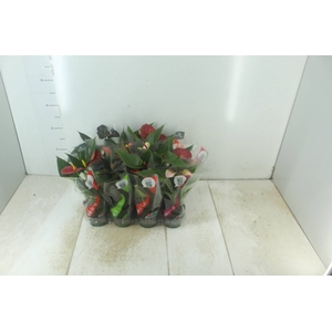 ANTHURIUM VARIADO P09