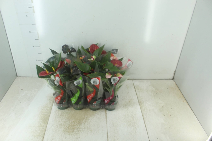 <h4>ANTHURIUM VARIADO P09</h4>