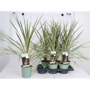 CORD AUS VARIEGAT