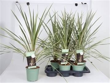 <h4>CORD AUS VARIEGAT</h4>