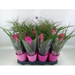 Tillandsia cyanea 'Anita'