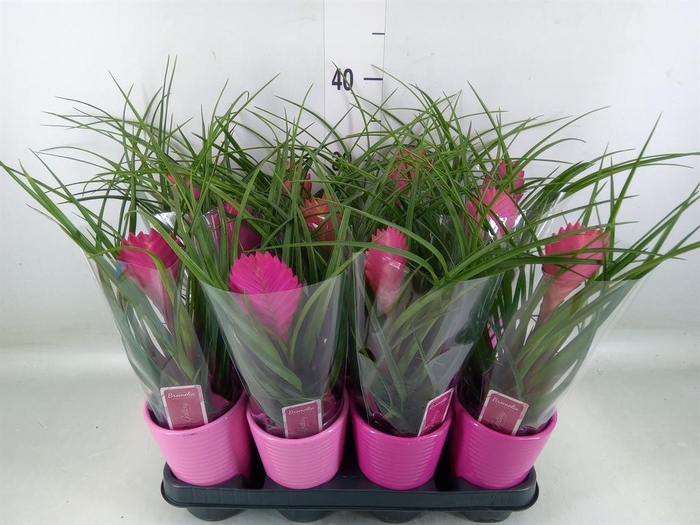 <h4>Tillandsia cyanea 'Anita'</h4>