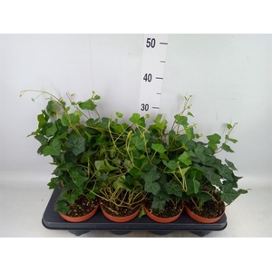 Hedera hibernica
