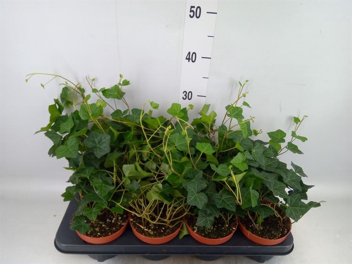 <h4>Hedera hibernica</h4>