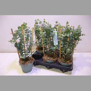 Eucal Cinerea Op Klimrekje