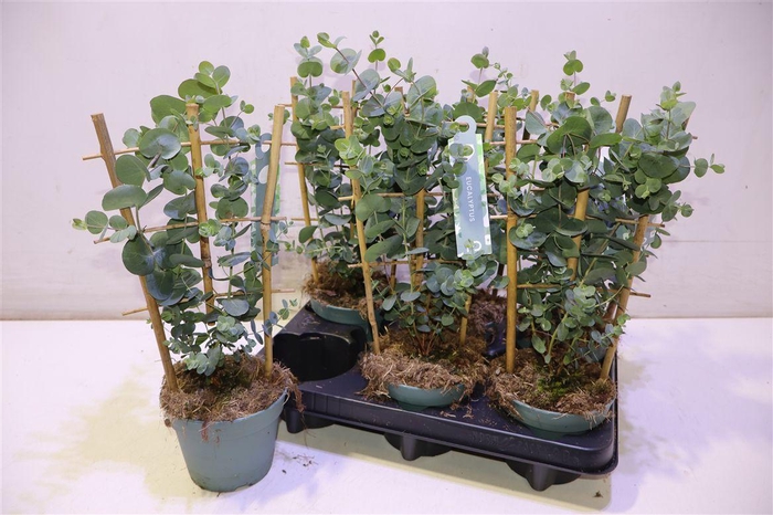 Eucal Cinerea Op Klimrekje