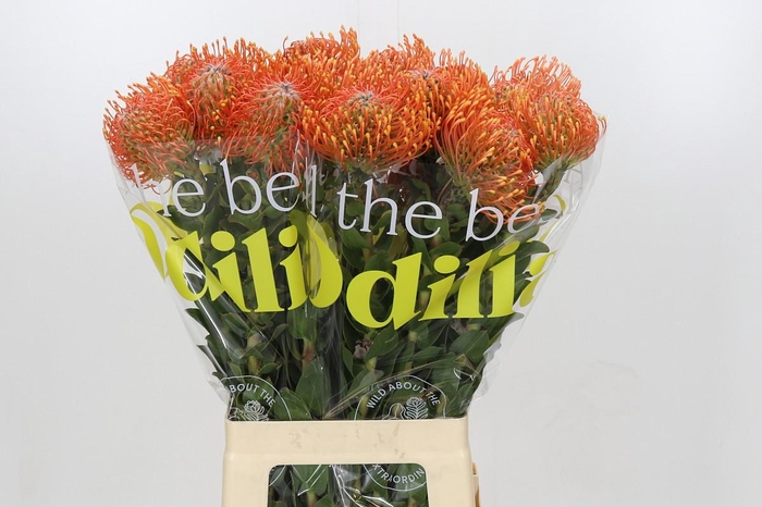 <h4>Nutans Ayoba Mandarin Zest</h4>