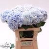 Hydrangea royal surprise