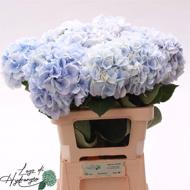 Hydrangea royal surprise