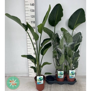 Strelitzia Nicolai 19Ø 120cm 2pp
