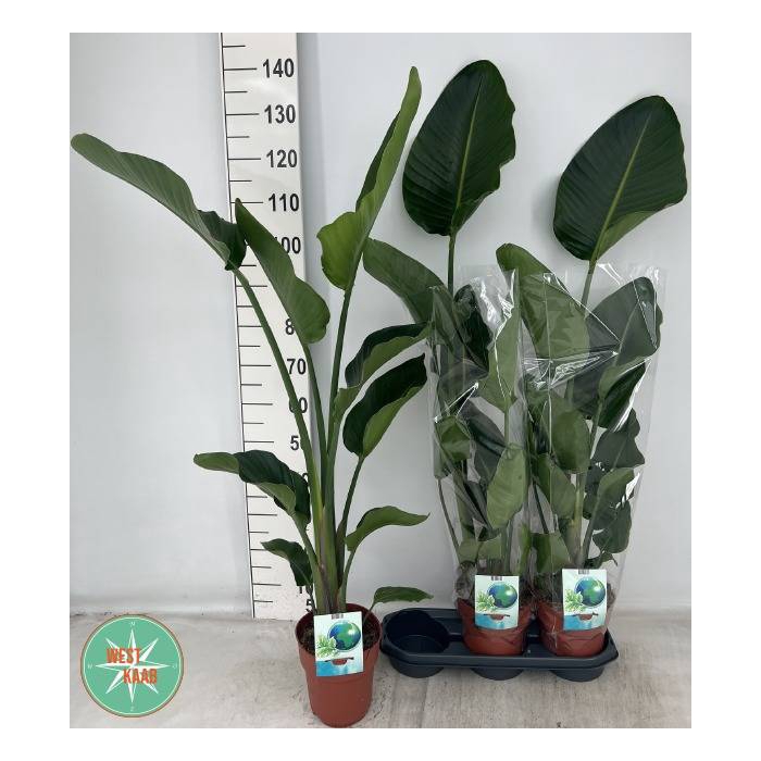 <h4>Strelitzia Nicolai 19Ø 120cm 2pp</h4>