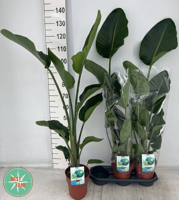 Strelitzia Nicolai 19Ø 120cm 2pp