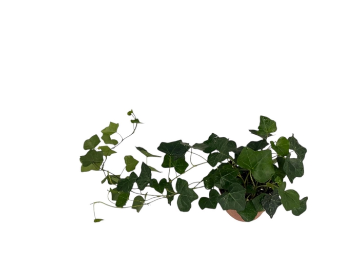 <h4>Hedera Hibernica</h4>