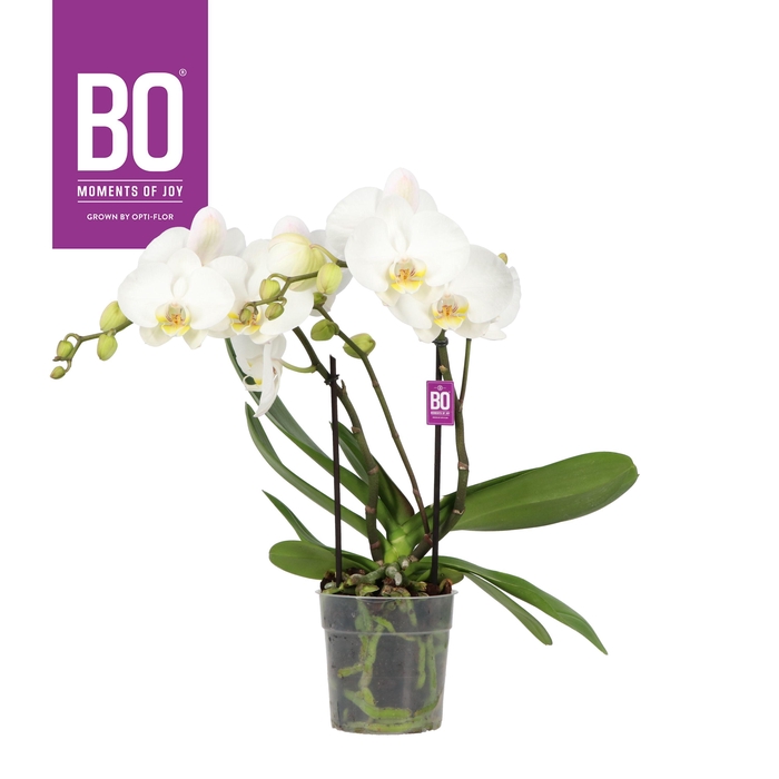 <h4>Big 50 P12 BO Inyo 2 spike</h4>