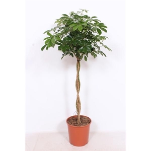 Schefflera arboricola 'Compacta'