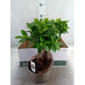 Ficus microcarpa 'Ginseng'