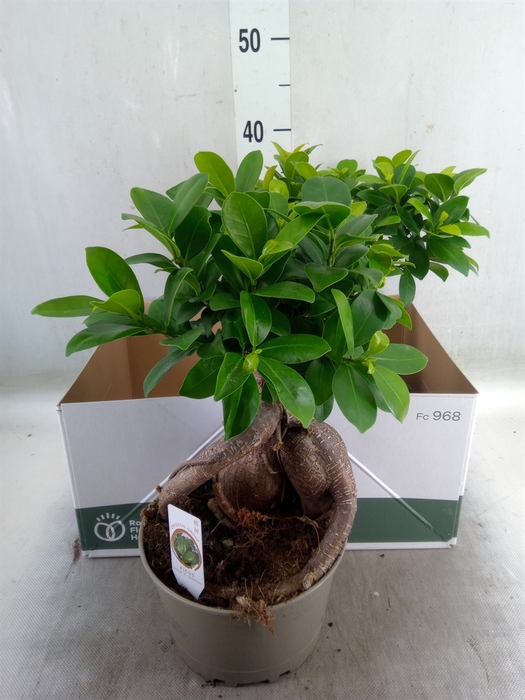 <h4>Ficus microcarpa 'Ginseng'</h4>