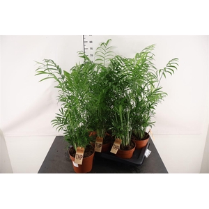 Chamaedorea 17 Cm. P. Elegans