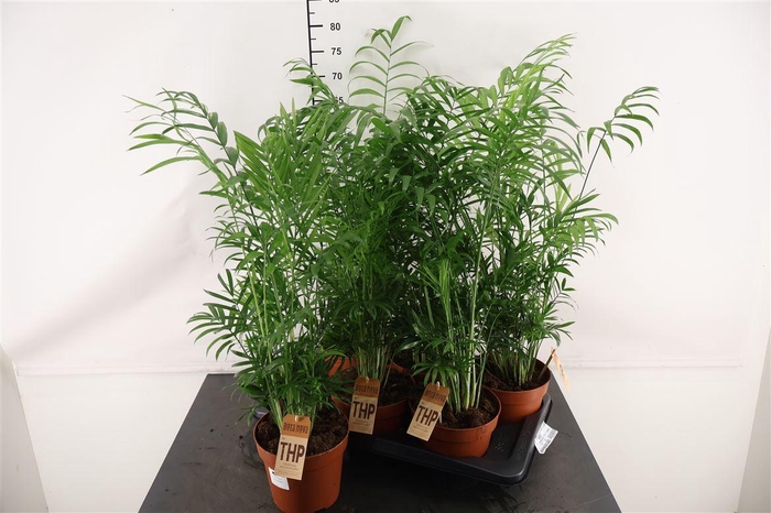 <h4>Chamaedorea 17 Cm. P. Elegans</h4>