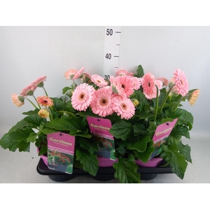 Gerbera  'Garvinea Sweet Heart'