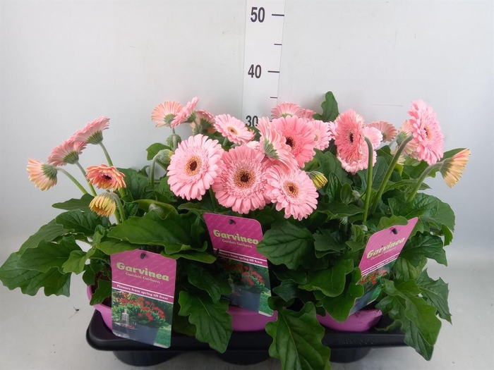<h4>Gerbera  'Garvinea Sweet Heart'</h4>