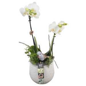 PTIB6385 Arrangementen kamerplanten