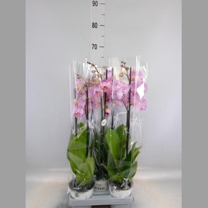 Phalaenopsis   ...mix