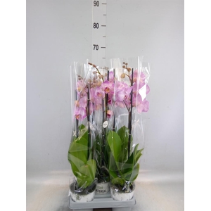 Phalaenopsis   ...mix
