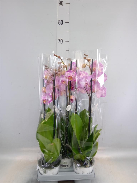 <h4>Phalaenopsis   ...mix</h4>