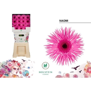 Gerbera Spider Naomi Diamond