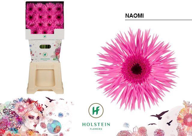<h4>Gerbera Spider Naomi Diamond</h4>