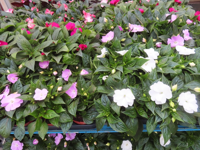 <h4>IMPAT NG MIXK 4 KL</h4>