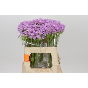 Allium Kleinbloemig