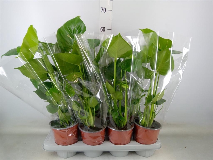 <h4>Monstera delic.</h4>