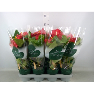 Anthurium andr. 'Nevada'