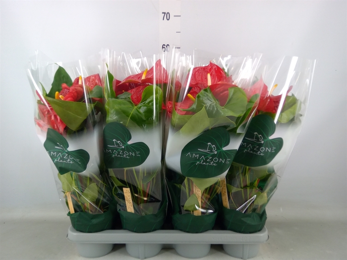 <h4>Anthurium andr. 'Nevada'</h4>