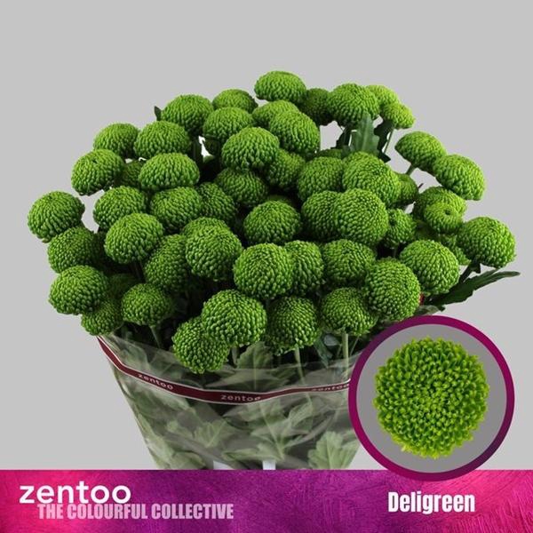 <h4>CHR T DELIGREEN</h4>