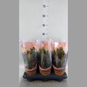Euphorbia trigona