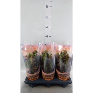 Euphorbia trigona