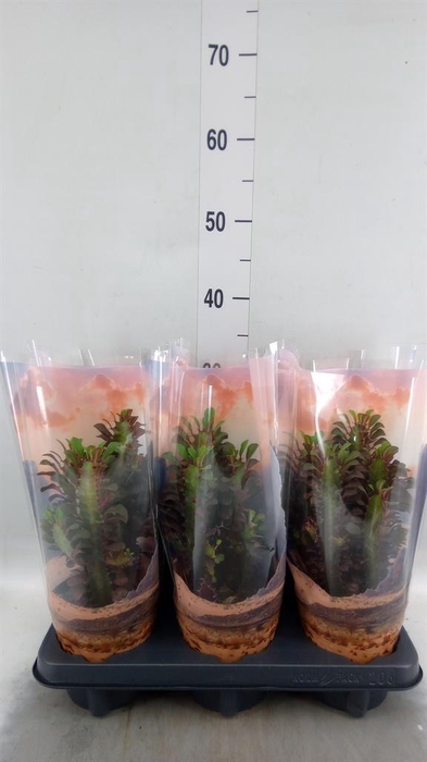 <h4>Euphorbia trigona</h4>