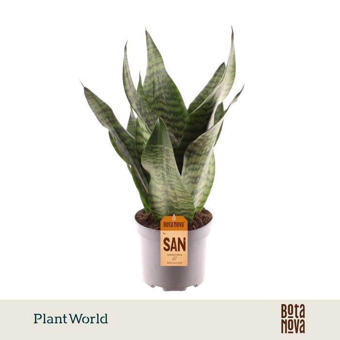 <h4>Sansevieria trifasciata ‘Larenzi’</h4>