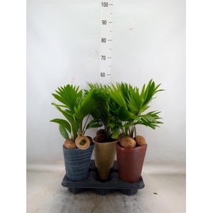 Livistona rotundifolia