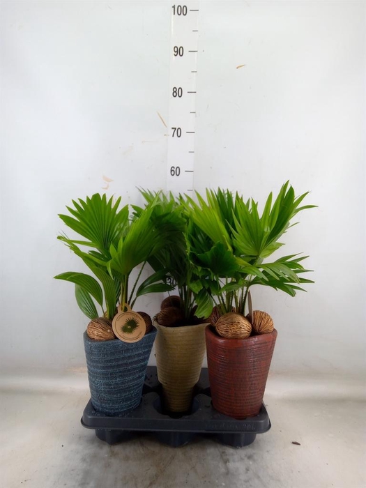 <h4>Livistona rotundifolia</h4>